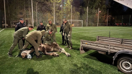 Петербург переживает нашествие лосей