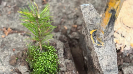 «Столото» и «Волонтеры леса» высадят 11 тысяч саженцев