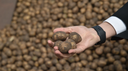 Картофель закончился? Почему так взлетели цены на «второй хлеб»