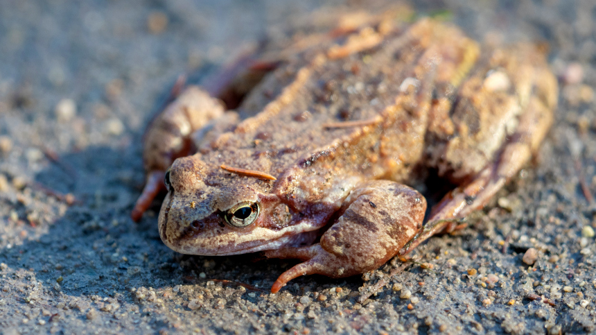 Где лягушка пройдет, садоводу делать нечего: какая польза от амфибии на даче