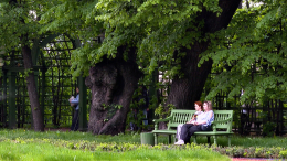 Спасение зеленых: зачем липам и дубам делают томографию в Петербурге