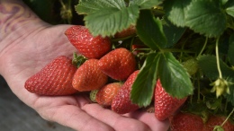 Не искушайте судьбу: чем можно заразиться, съев немытые ягоды с грядки