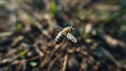 Отек Квинке и анафилактический шок: как защитить себя после укуса пчелы