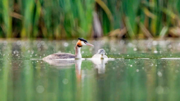 Кряквы, огари и лысухи: каких водоплавающих птиц можно встретить в столице