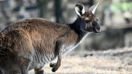 Сбежавшего кенгуру ловят в Ростовской области
