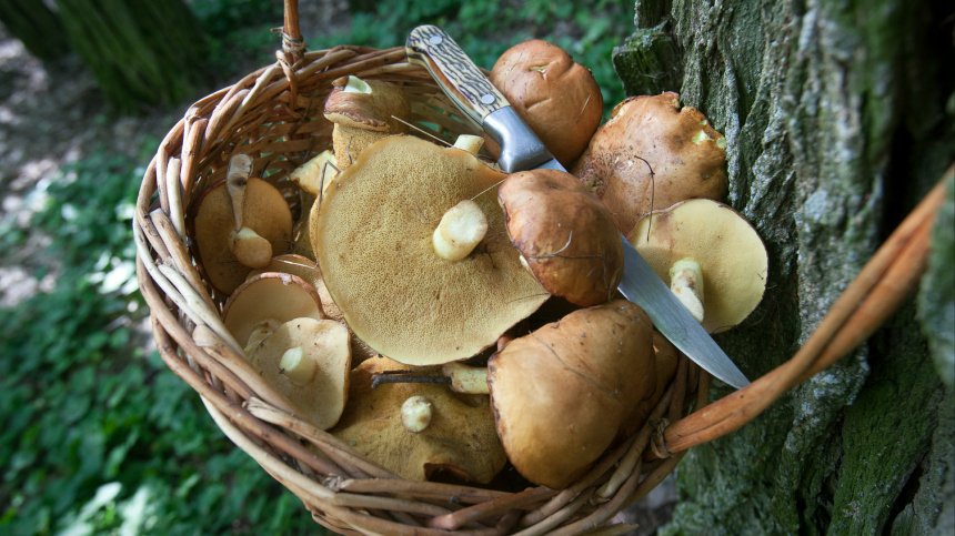 Синоптик Позднякова объяснила, как одеться и что взять в лес при походе по грибы
