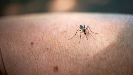 «Отек Квинке или анафилактический шок»: врач предостерегла об опасности комаров