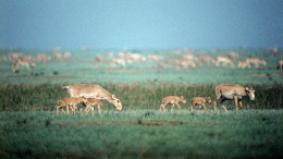 «Сайгаки никуда не перебежали»: Светлана Радионова о проблемах миграции животных