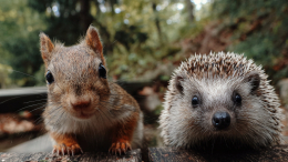 Белки и ежи: какую страшную опасность таит в себе фауна столичных парков