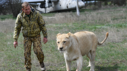 «Все в крови»: очевидец рассказала о нападении льва на Олега Зубкова