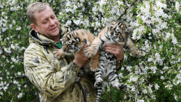 «В реанимации»: хирург рассказал о состоянии директора парка «Тайган» Зубкова