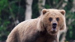 Медведь убил двух мужчин в Южно-Сахалинске