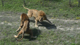 Оказался не в том месте? Раскрыта причина нападения льва на директора «Тайгана»