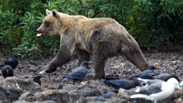 На Сахалине предложили увеличить квоту на отстрел медведей