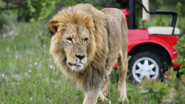 «Львы съедают не больно»: почему пострадал директор «Тайгана»