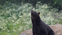 Нападавшего на людей медведя застрелили в Южно-Сахалинске