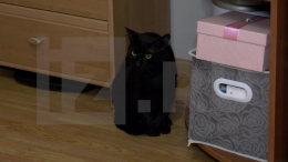 Кот-нелегал из Стамбула по кличке Бурак останется жить в России