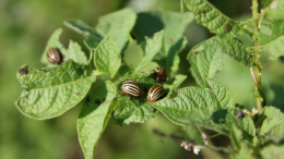 Колорадский жук атакует огороды — что делать садоводам? Советы эксперта