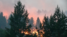 Почти четыре миллиона гектаров леса уже сгорели в Забайкалье