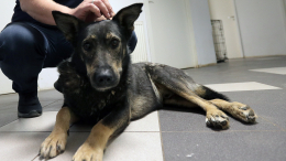 Выпавшую из окна овчарку в Южно-Сахалинске спасали четыре часа