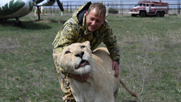 Директор «Тайгана» Олег Зубков вышел на связь из больницы после нападения льва