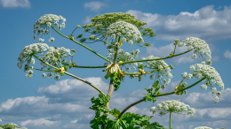 Никаких затрат: как недорого избавиться от борщевика