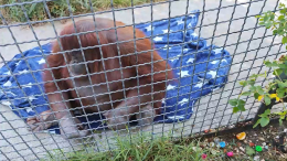 «Она плохо ела»: как себя чувствует орангутан из «Тайгана» после отравления вейпом