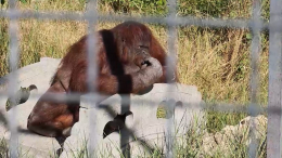 Давшую вейп орангутану боксершу исключили из спортивного клуба
