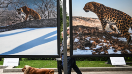 В Москве открылась фотовыставка «Земля больших кошек»