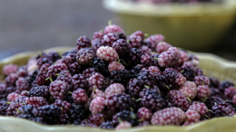 Ядовитые ягоды: два маленьких брата насмерть отравились в Саратовской области