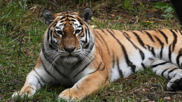 Можно встретить каждый день: амурскому тигру больше не грозит вымирание