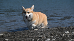 В России перестанут пускать на пляжи отдыхающих с собаками