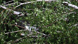 Балкон рухнул на женщину в Омске во время урагана