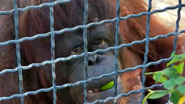 Федерация бокса сделала предупреждение давшей вейп орангутану девушке