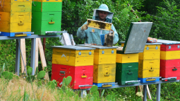 Пчелиный QR-код: в России введут обязательную маркировку ульев