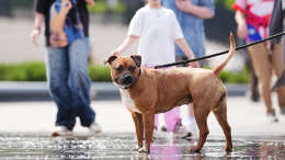 В Госдуму внесли законопроект об увеличении штрафов за ненадлежащее содержание животных