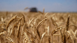 Патрушев назвал уборочную кампанию одним из ответственных этапов сельхозотрасли