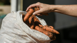 В России рекордно подорожали морковь и свекла