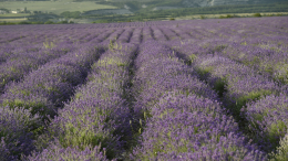 Лето в сиреневом цвете: лавандовые поля стали новым туристическим брендом Крыма