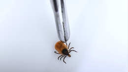 В России более 400 тысяч человек пожаловались на укусы клещей