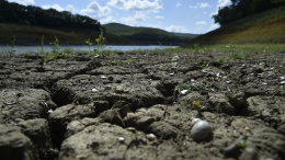 Без кукурузы и хлеба? Засуха в южных регионах России уничтожает урожай