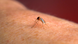 Комары-переносчики: как укусы насекомых могут привести к опасным паразитам