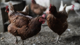В российских регионах начали уничтожать кур-несушек