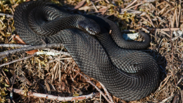 Ползучее нашествие: змей стало больше в Петербурге и области