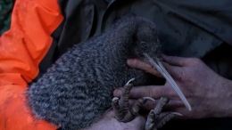 Считали вымершим: в Новой Зеландии нашли редкий вид птицы киви