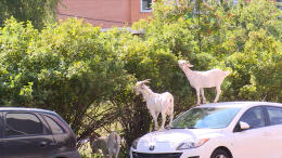 Жители Бутово могут спать спокойно: полиция изъяла коз у владельца