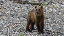 Медведь напал на спавшую в палатке туристку на Камчатке