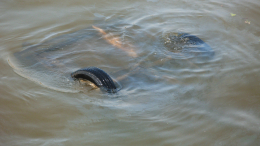 Четыре человека погибли при падении автомобиля в реку Пьяну