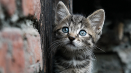 Двое детей избили и подожгли котенка в Махачкале