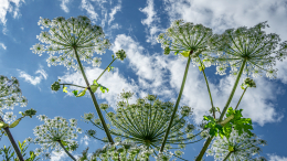 Разъедает кожу: как справиться с ожогом борщевика